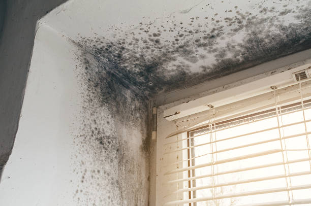 Affordable Commercial Mold Remediation solutions in Gates, NC